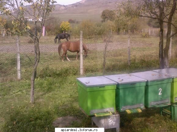 albinele mai docile aceasta toamna? apropo albine blande. vecin care toata vara si-a tinut caii