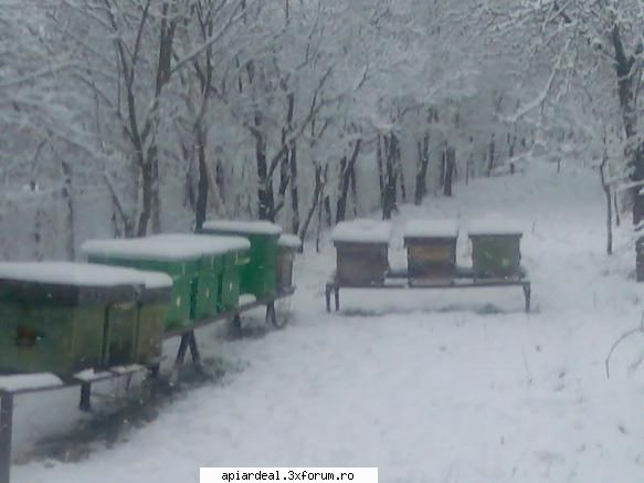 rumegus faguri iata poze