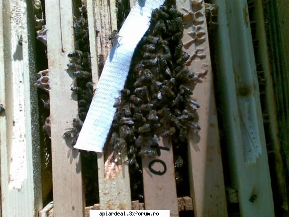 jurnal apicol problema mai sunt familiile care datorita caldurii din matca ouat familia din instinct