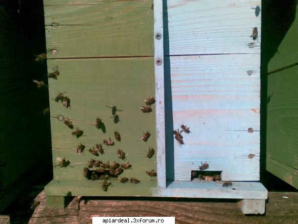 jurnal apicol albinele din casetinele regine rezerva iesit primele zbor