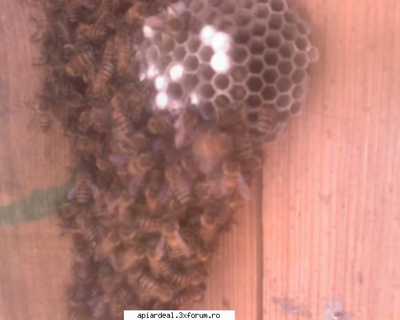 pepiniera viespi inca patanie din vara trecuta.la inversat capacele doi stupi.dupa timp vad albinele