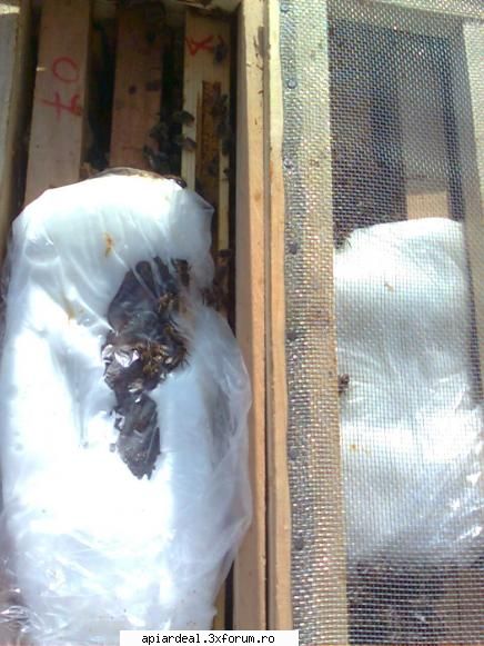 jurnal apicol roisorii unde sunt matcile rezerva albinele inceput prelucreze hrana.