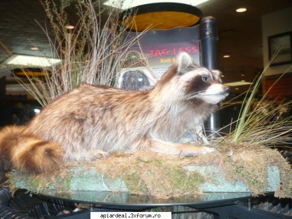 forum interesant vanatoare racoon