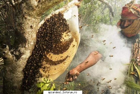 instalarea roiului natural faguri, stii albinele cladesc ceva vreme, chiar daca omul le-a dat faguri