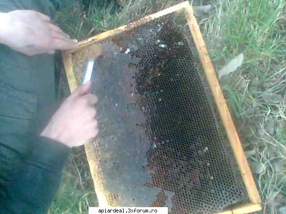 dezastre apicole bzzz
