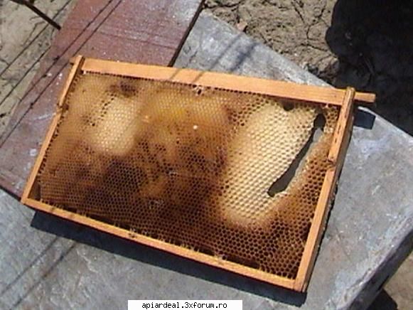 faguri ferestrele unde acum sunt celule trantor voi rupe. albinele vor completa spatiul.