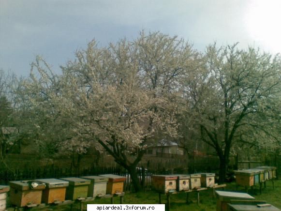 jurnal apicol pomii sunt multi ani mai mirosit asa bine miere bine arata stupina