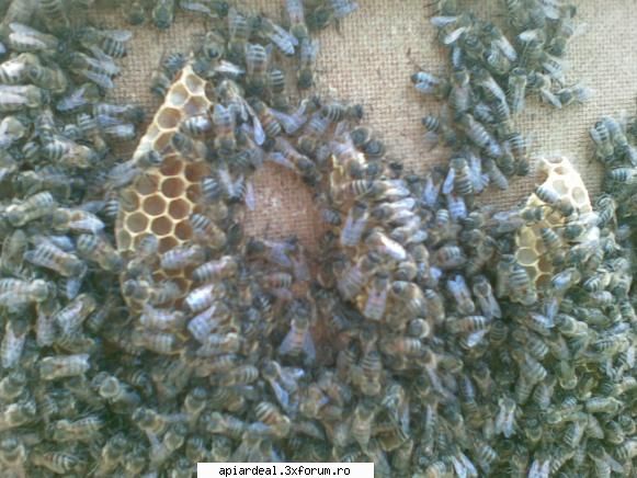 jurnal apicol vizita azi intrat urgenta stupi pentru inceput diafragma puiet mult dar miere putin