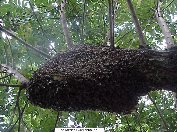 extragere unei famili inca doua cutii pline albine.