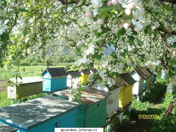 stupina mea multumesc foarte frumos. deci... cum mei azi, cand raiul coboara pamant.