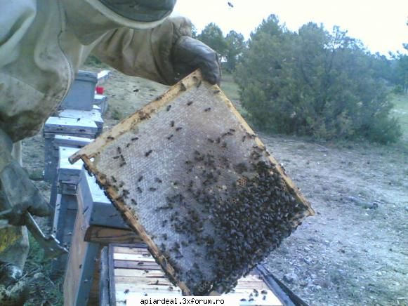 practica apicultura rama  in  timpul