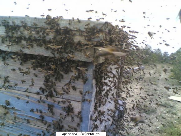 practica apicultura ce  intimpla?