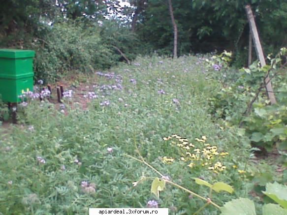 stupina mea din este dar fi, anul trecut plantat doua oară cam trziu iulie şi din cauza