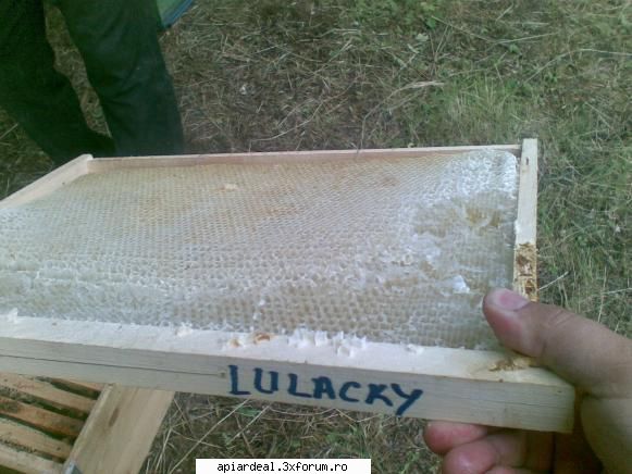 jurnal apicol revin problema fagurilor prezint fagure bagat curand poate verifica jurnal are numele