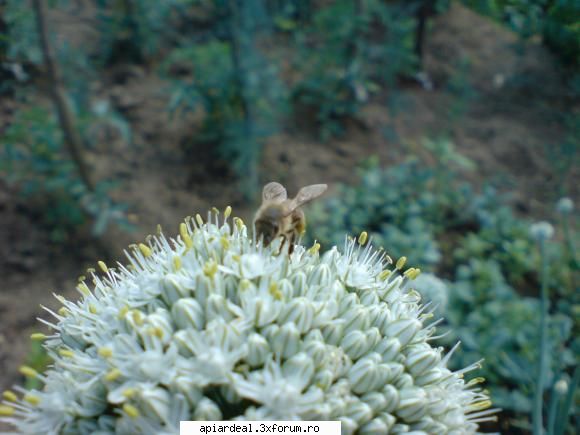 floarea ceapa este foarte vizitata albine