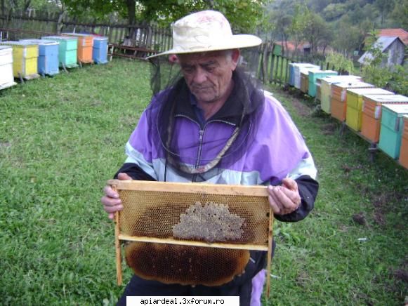 cum cresteti productia ceara? poza tata