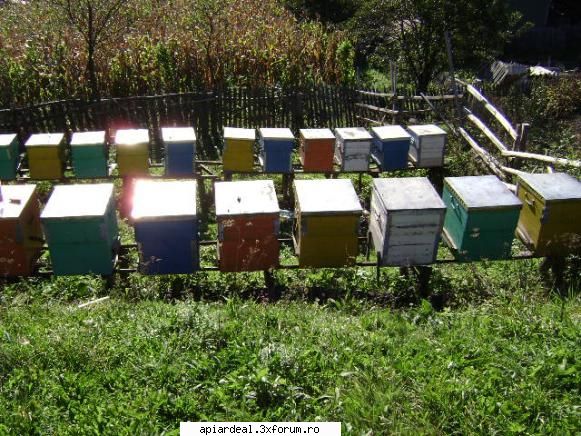 filip locuiesc zlatna jud alba, stupi prieten gradina .daca sunteti prin ardeal      