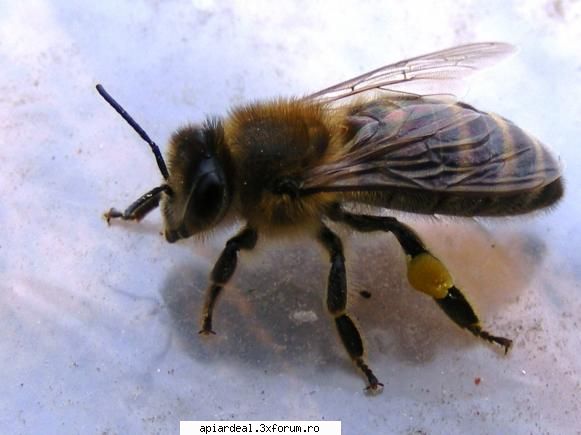 cultura facelia acest invelis paros prinde polenul florilor atunci cand albina culege nectar din