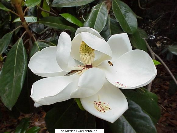 flori magnolie