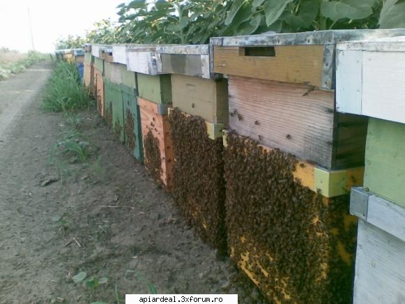 jurnal apicol salutare toata lumea !  albine noastre ... cum bag aceaste albine cutie pentru