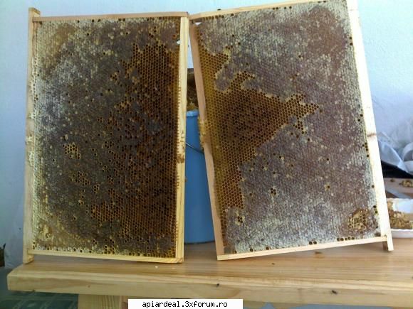 bancuri banc loc puiet albinele mele umplut tot miere.