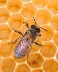 practica apicultura salutare toti apicultori voi cum pregatati stupi pentru