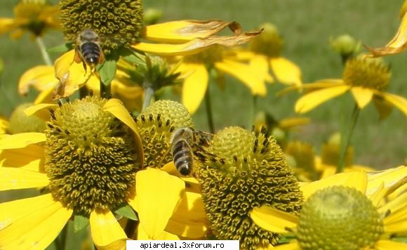 rudbechia polen nectar toamna.