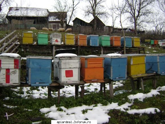 florin pngflorin mea mea este apicultura nua venit iarna noi dar voi