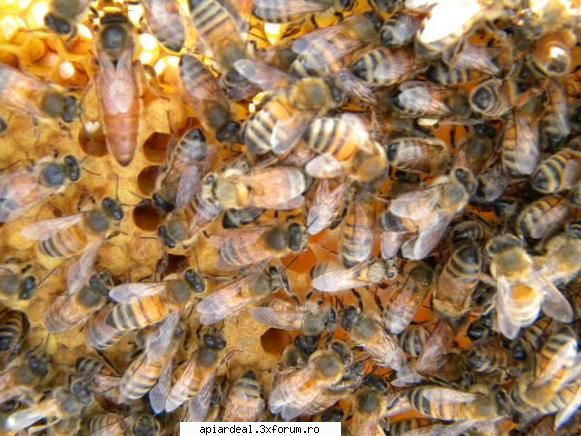 jurnal apicol aceasta este albina lui vede matca