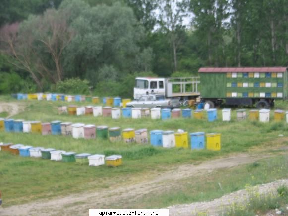 apicultura prezent viitor aceasi stupina