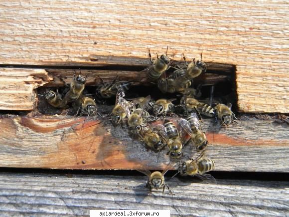 jurnal apicol azi trecut stupina albinele stateau linistite urdinis asteptand iarna.