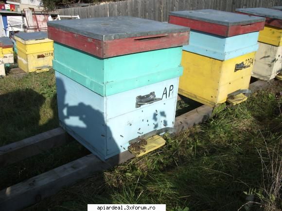 jurnal apicol dragos2006 scris:in sfarsit vazut albinele zbor !  jurul orei soare puternic