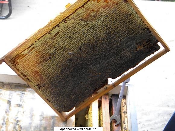 jurnal apicol august mai avut timp stupi s-a trezit inceputul lui octombrie are surplus mare miere.