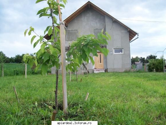 mica mea stupina nostru