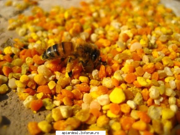 calendar apiardeal polen