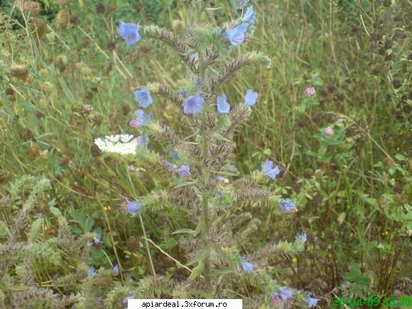 plante (imagini) iarba sarpelui