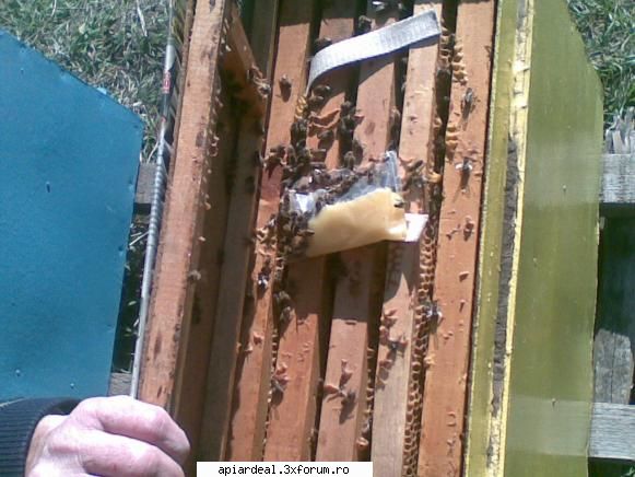 jurnal apicol roisori impune turtita miere astfel vom avea control asupra