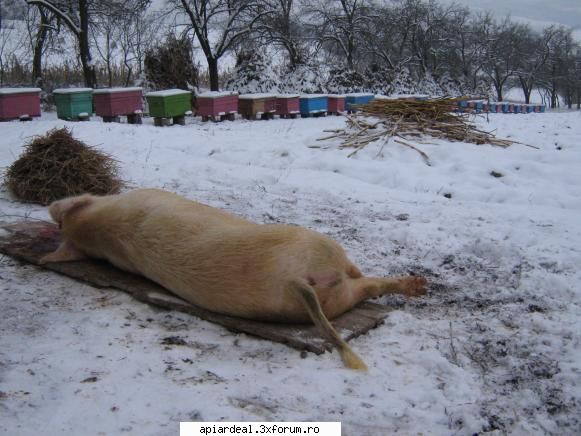 stupii mei luna decembrie apropie craciunul