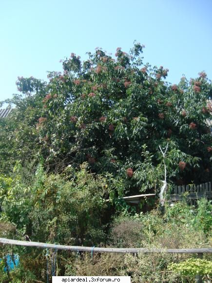 concurs ....cine plantat cei mai multi puieti evodia