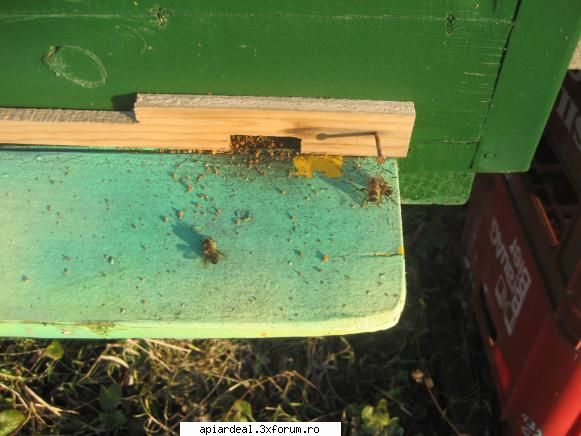 jurnal apicol fost ieri stupina din pacate fost numai 10-11c uitat urdinise albine moarte gasit