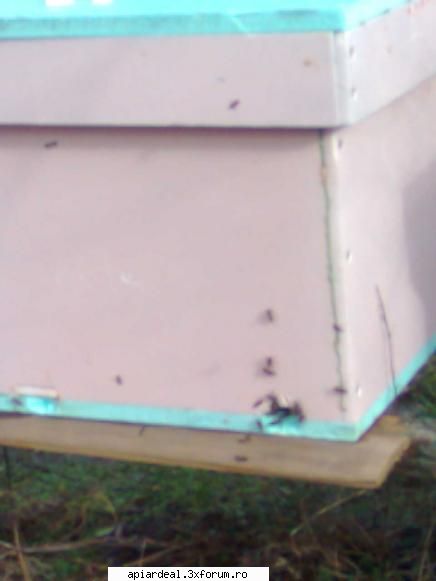 model stup din lazile polistiren grade albina iasa afara ,iar cei din lemn pana fost grade asta