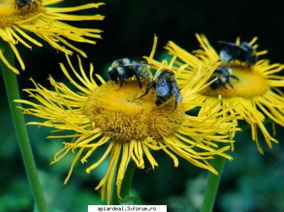 floare tomnatica asa arata