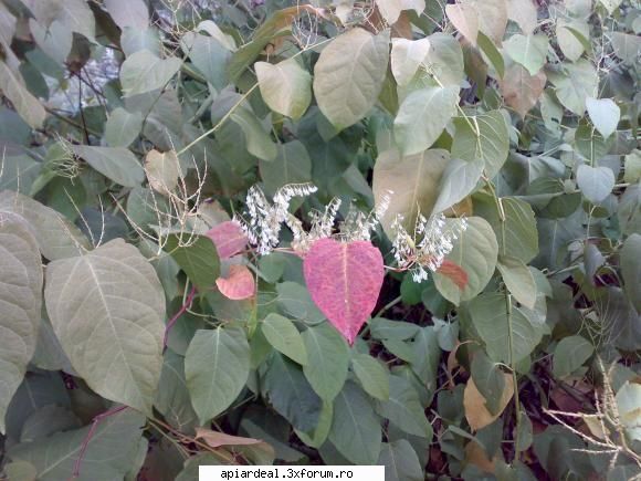 plante (imagini) mai adaug planta iulisca. intens vizitata albine