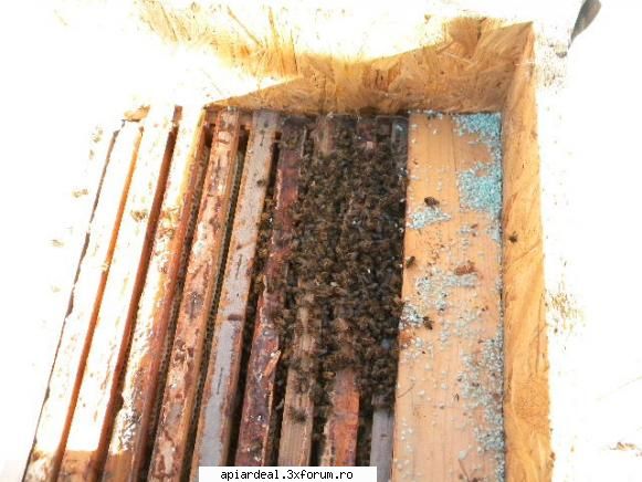 jurnal apicol lectia apicultura din livada.