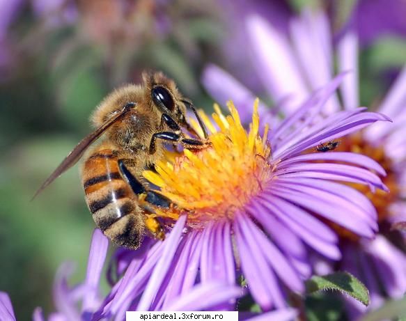 taxe impozite stiti daca pentru vagon apicol plateste impozit primarie? multumesc.