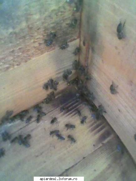 foto gore mutat ramele pentru iar albinele vin polen alb prima ramă unde aveau depozitul