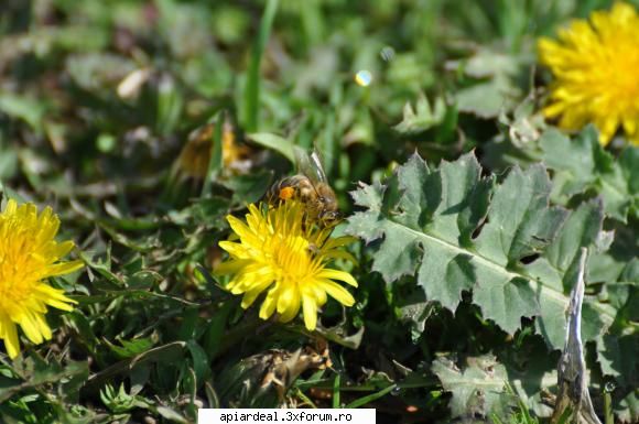 jurnal apicol crescaturi ceara sub folia plastic eu.la mine baga polen inclusiv cules(o miere
