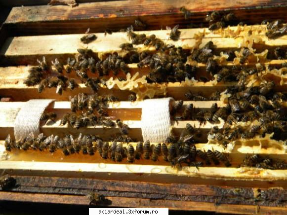jurnal apicol iar albinele s-au aliniat portia sirop.