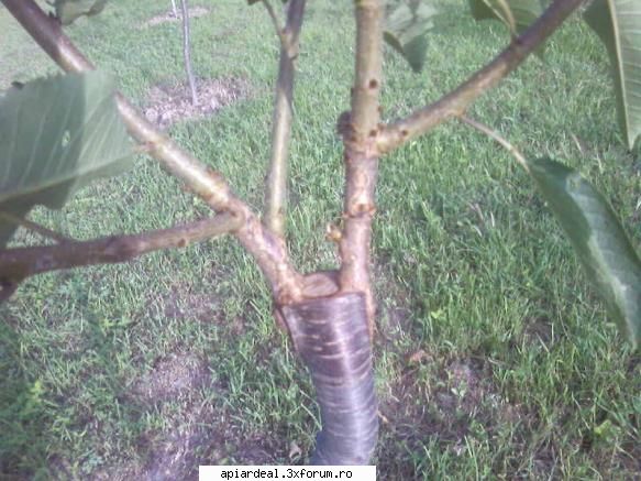 metode altoire pomilor fructiferi altoire coaja laterala primavara (aprilie)