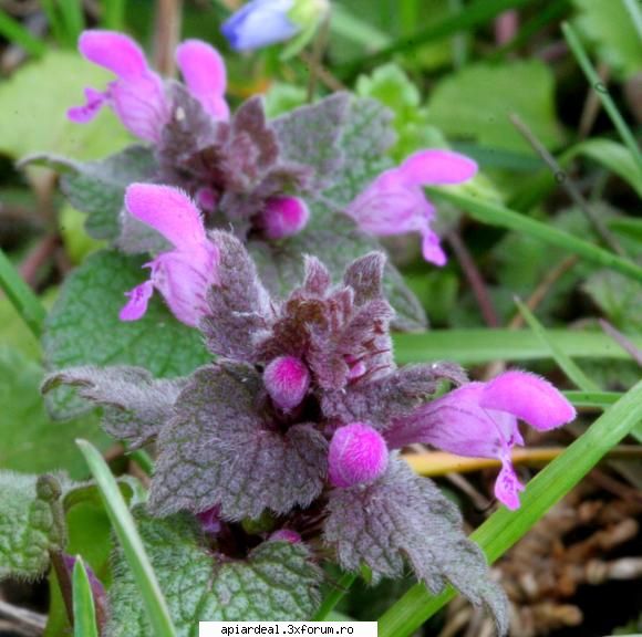 urzicuta denumirea lamium purpureum popular mai numeste sugel (ca toate urzicile moarte, caror flori